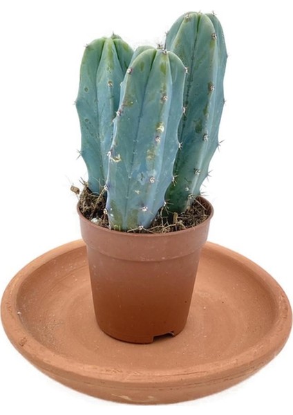 Myrtillocactus Geometrizans Kaktüs fiyatları