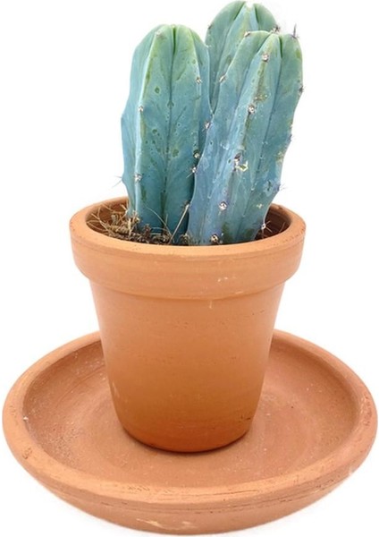 Myrtillocactus Geometrizans Kaktüs