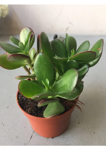 Crassula Şans Para Çiçeği (Zenginlik Çiçeği)