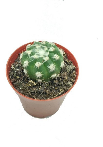 Sukulent Çeşitleri Echinopsis Subdenudata (5,5 cm Saksı)