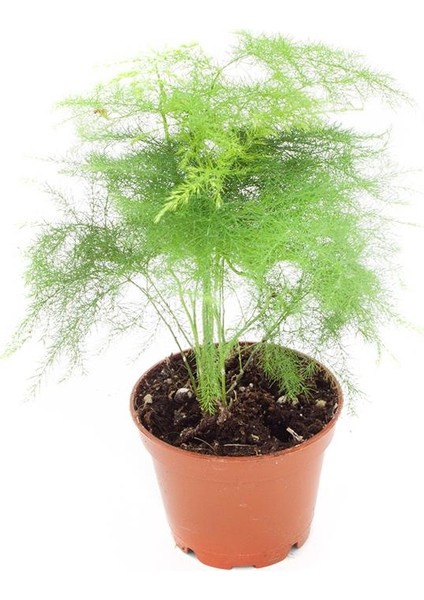 Ithal Yeşil Bitki - Asparagus Densiflorus | Kuşkonmaz (Ithal) 6cm Ø