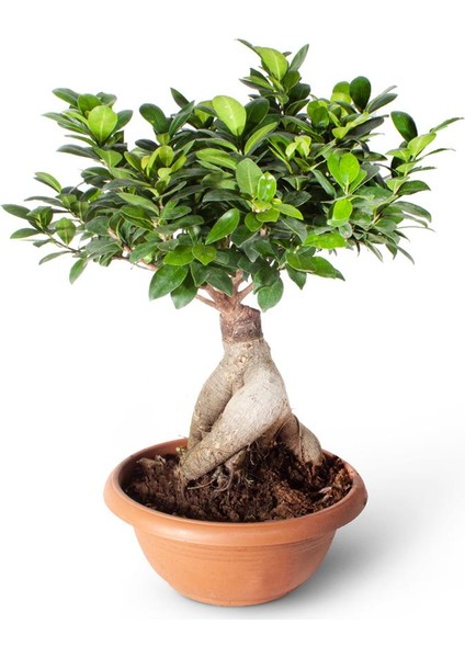 Ithal Bonsai - Ficus Ginseng | Adam Ağaç 2000GR Kahve Saksı 28CM Ø
