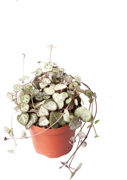 Ceropegia Woodii | Kalp Kalbe Karşı (Ithal) 9cm Ø