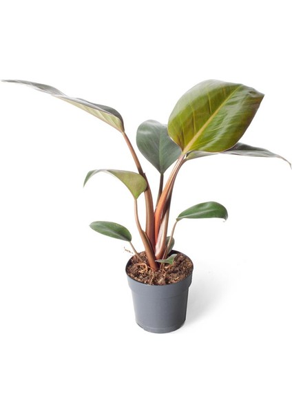 Ithal Yeşil Bitki - Philodendron Rojo Congo 11CM Ø