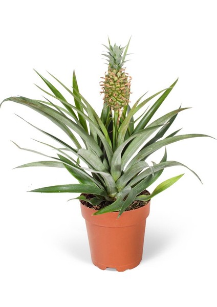 Ithal Yeşil Bitki - Ananas Candido Yeşil 12CM Ø
