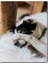 Ahşap Tablo Sevimli Utangaç Köpekçik 1