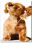 Ahşap Tablo Kulaklık Müzik Puppy Cinsi Köpek 1