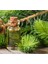 Balen Sedir Ağacı Yağı Distilasyon 20 ml 4 Lü 4