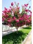 Tüplü Pembe Kokulu Oya Ağacı Fidanı 1