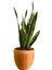 Sansevieria Trifasciata (Paşa Kılıcı) 1