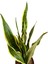 Sansevieria Trifasciata (Paşa Kılıcı) 2