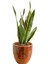 Sansevieria Trifasciata (Paşa Kılıcı) 1