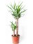 Yucca 2 Gövde | Kılıç Çiçeği 22CM Ø H:30*60 1