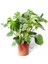 Ithal Yeşil Bitki - Monstera Deliciosa | Deve Tabanı (Ithal) 30CM Ø H:115 1
