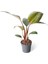 Ithal Yeşil Bitki - Philodendron Rojo Congo 11CM Ø 1