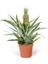 Ithal Yeşil Bitki - Ananas Candido Yeşil 12CM Ø 1