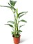 Strelitzia Nicolai | Cennet Kuşu (Ithal) 24CM Ø H:140 1