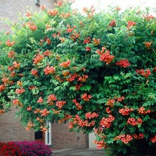 Lala Ahmet Botanik 9'lu Acem Burusu Sarmaşığı Campsis Radicans 40-60 Cm. Torbada