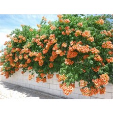 Lala Ahmet Botanik 4'lü  Acem Burusu Sarmaşığı Campsis Radicans 40-60 Cm. Torbada