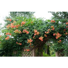 Lala Ahmet Botanik 4'lü  Acem Burusu Sarmaşığı Campsis Radicans 40-60 Cm. Torbada