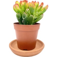 Nadir Kaktüs Crassula Ovata Hobbit Büyük Boy 25 cm