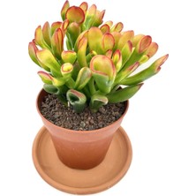 Nadir Kaktüs Crassula Ovata Hobbit Büyük Boy 25 cm