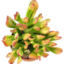 Nadir Kaktüs Crassula Ovata Hobbit Büyük Boy 25 cm