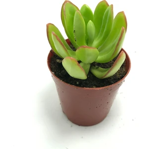 Sukulent Çeşitleri Crassula Ovata Minima