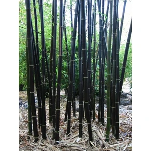 5 Adet Siyah Bambu Ağaç Tohumu Moso Bambu Tohumu Saksı Toprak