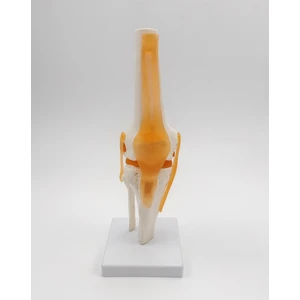Diz Eklemi Modeli Ligamentli Gerçek Boyut