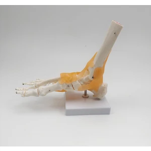 Ayak Eklemi Modeli Ligamentli Gerçek Boyut