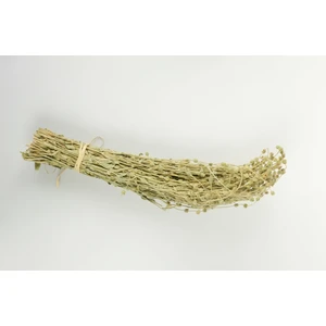 Birgi Köy Evi Ada Çayı (Bağ)