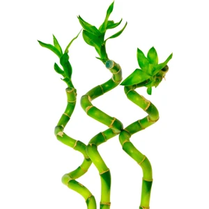 3 Adet Şans Bambusu 40-50 cm
