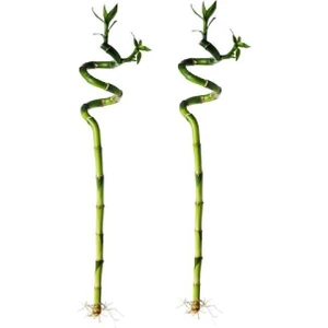 2 Adet Şans Bambusu 40-50 cm