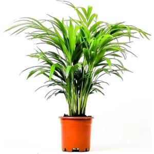 Renk Ticaret Renk Ticaret Areka Palmiyesi 40-50 cm Salon Palmiyesi