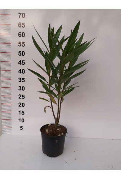 Fidan Peyzaj Fidan & Peyzaj - Zakkum (Nerium Oleander)