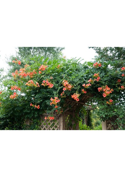 Lala Ahmet Botanik 9'lu Acem Burusu Sarmaşığı Campsis Radicans 40-60 Cm. Torbada