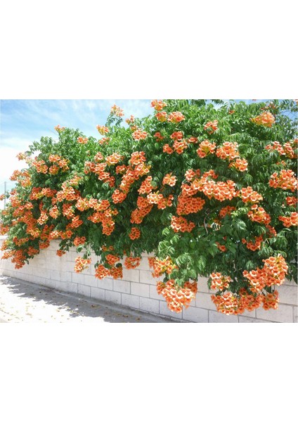 Lala Ahmet Botanik 9'lu Acem Burusu Sarmaşığı Campsis Radicans 40-60 Cm. Torbada