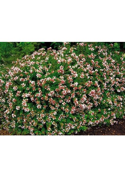 Lala Ahmet Botanik 5'li Abelya Çiçeği (Güzellik Çalısı) 40-50 cm Abelia Chinensis