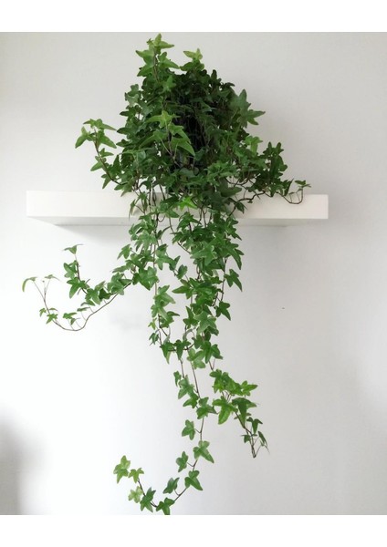 Hedera Sarmaşık 3'lü Askılı Saksıda