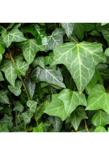 Hedera Sarmaşık 3'lü Askılı Saksıda