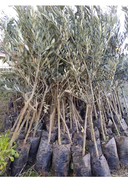 Özgüven Tarım Gemlik Trilye Zeytin Fidanı Tüplü