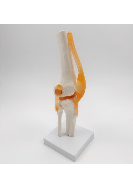 Diz Eklemi Modeli Ligamentli Gerçek Boyut