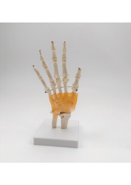 El Eklemi Modeli Ligamentli Gerçek Boyut