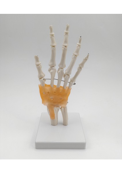 El Eklemi Modeli Ligamentli Gerçek Boyut