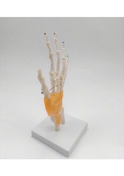 El Eklemi Modeli Ligamentli Gerçek Boyut