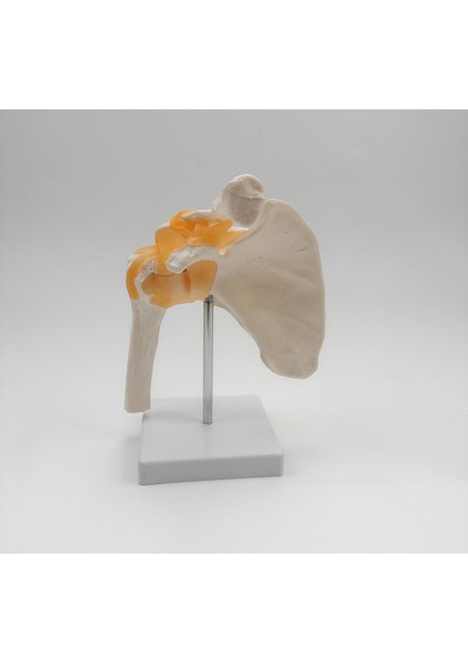 Omuz Eklemi Modeli Ligamentli Gerçek Boyut