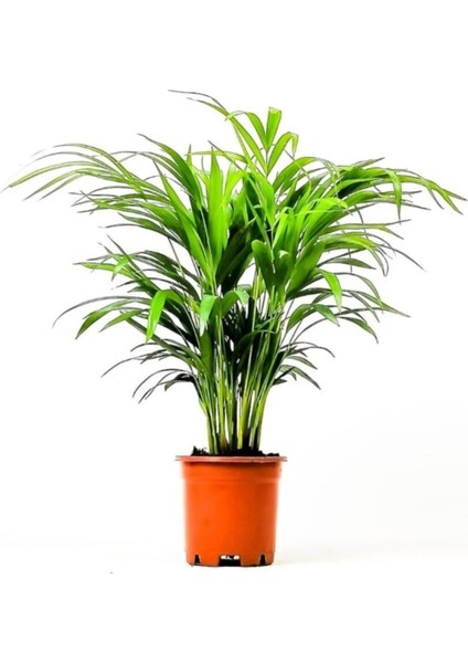 Renk Ticaret Areka Palmiyesi 40-50 cm Salon Palmiyesi