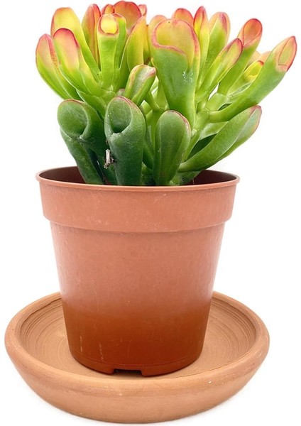 Nadir Kaktüs Crassula Ovata Hobbit Büyük Boy 25 cm