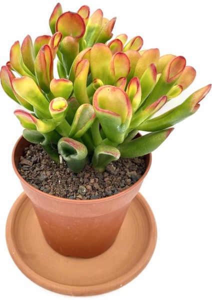 Nadir Kaktüs Crassula Ovata Hobbit Büyük Boy 25 cm